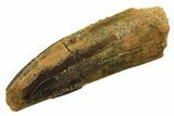 Fossil Sauropod Dinosaur (Titanosaur) Tooth - Morocco #298687-1